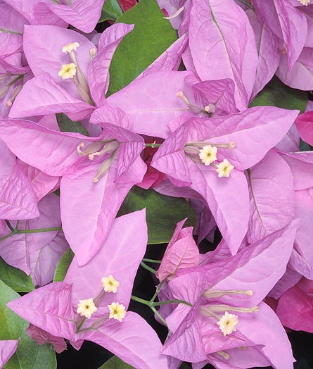 Bougainvillea glabra 'Syngapore Pink'. Esistono vari ibridi e colori © Mazza