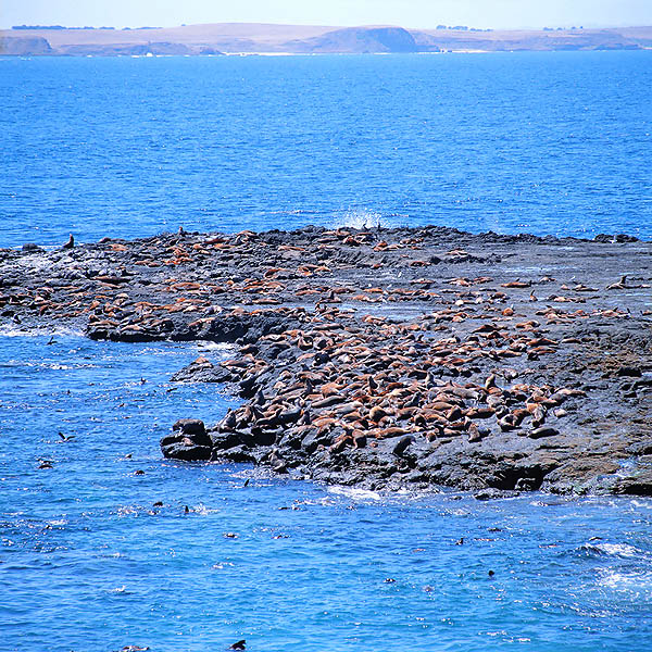 Branco di Arctocephalus pusillus doriferus su un isolotto a sud dell’Australia © Giuseppe Mazza