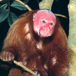 Cacajao rubicundus Monaco Nature Encyclopedia