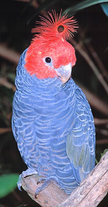 Male of Callocephalon fimbriatum © Giuseppe Mazza