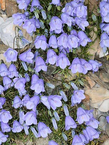 overskydende boksning Flåde Campanula cochleariifolia - Monaco Nature Encyclopedia