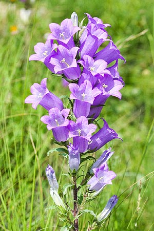 Campanula medium © Giuseppe Mazza