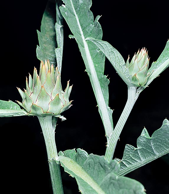 Flower heads in bud of botanical artichoke © Giuseppe Mazza