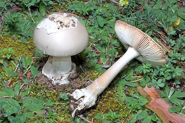 Grey cap with central umbo and striated margin. Good edible, after cooking © Giuseppe Mazza
