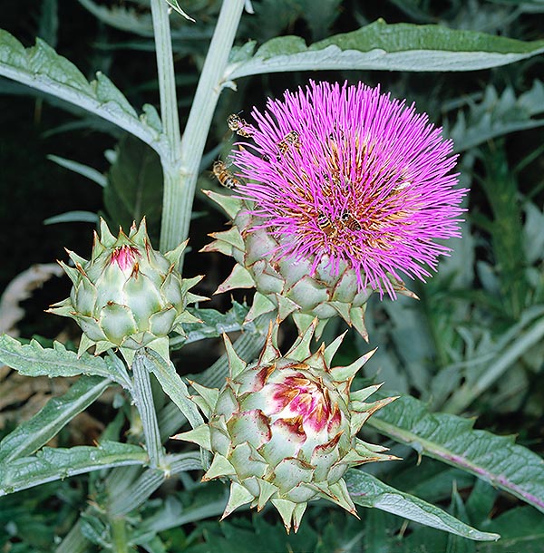 Artichaut botanique en fleur. C'est une plante alimentaire, médicinale et ornementale © Giuseppe Mazza