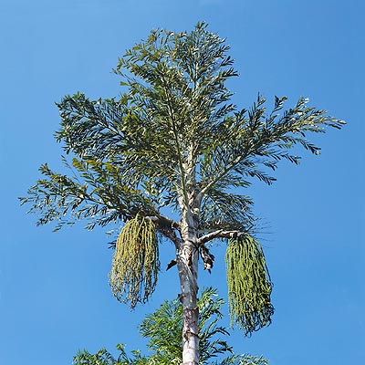 The Caryota urens blooms, then dies © Giuseppe Mazza