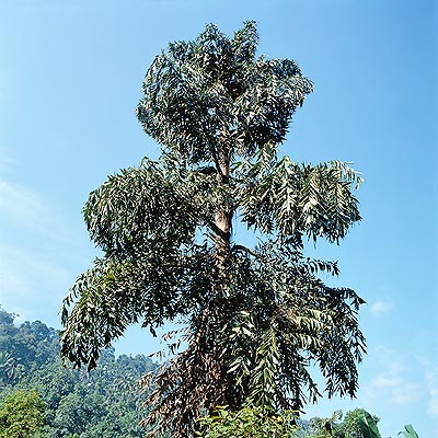 Caryota urens in the forest © Giuseppe Mazza