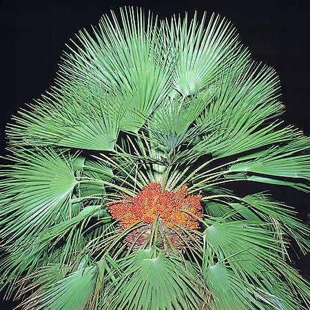 Chamaerops humilis con frutti © Giuseppe Mazza