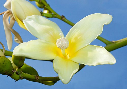 A 15 m tree with waxy flowers which may have a 15 cm diametre © Giuseppe Mazza