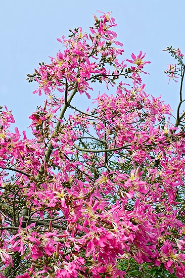 Ceiba speciosa in fiore © Giuseppe Mazza