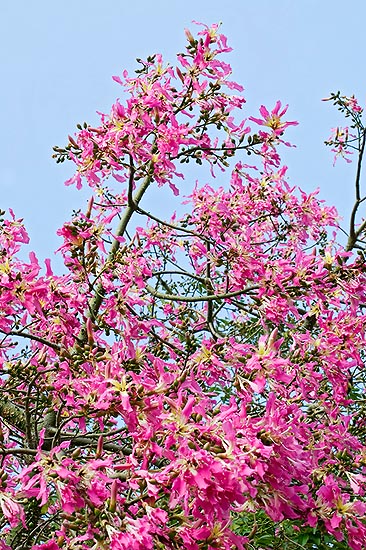 Ceiba speciosa in flower © Giuseppe Mazza