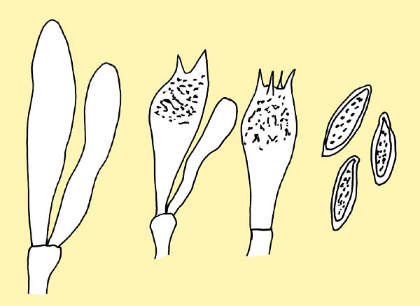Boletus edulis: basides, cystide et spores © Pierluigi Angeli