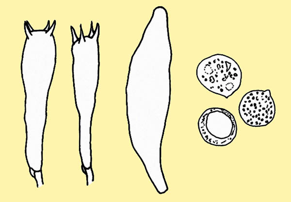Oudemansiella mucida: basidios, cistidios y esporas © Pierluigi Angeli