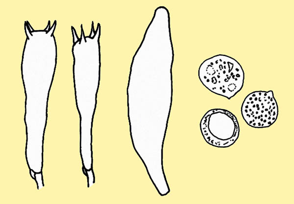 Oudemansiella mucida: basides, cystide et spores © Pierluigi Angeli