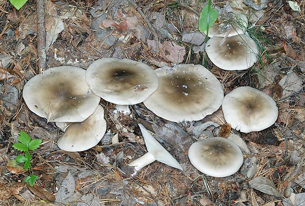 Un champignon qui, bien que dit comestible, peut donner des troubles gastriques © Giuseppe Mazza