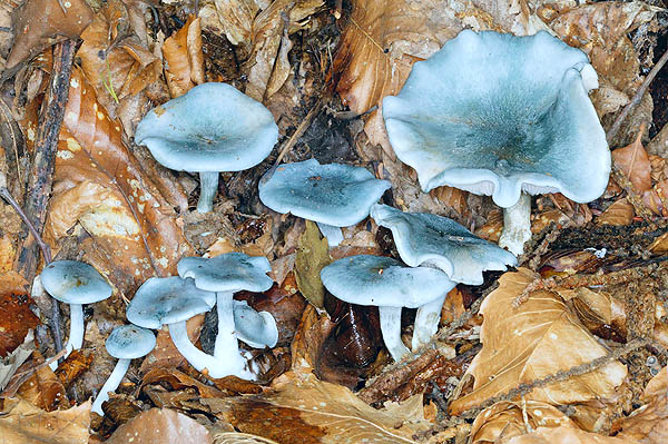 Un fungo blu dal forte odore di anice. Commestibile per chi ama il gusto © Giuseppe Mazza