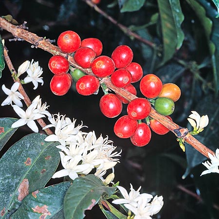 Coffea arabica © Giuseppe Mazza