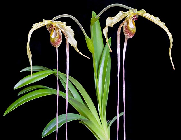Avec ses pétales rubaniformes, Phragmipedium caudatum a fasciné beaucoup d’amateurs d’orchidées © Giuseppe Mazza