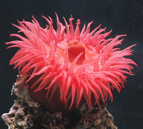 Avec ses tentacules déployés, Actinia equina ressemble à une fleur de mer, ce que pensèrent les premiers biologistes. En réalité, c'est un animal carnivore qui se nourri de petites crevettes, poissons et mollusques © Giuseppe Mazza