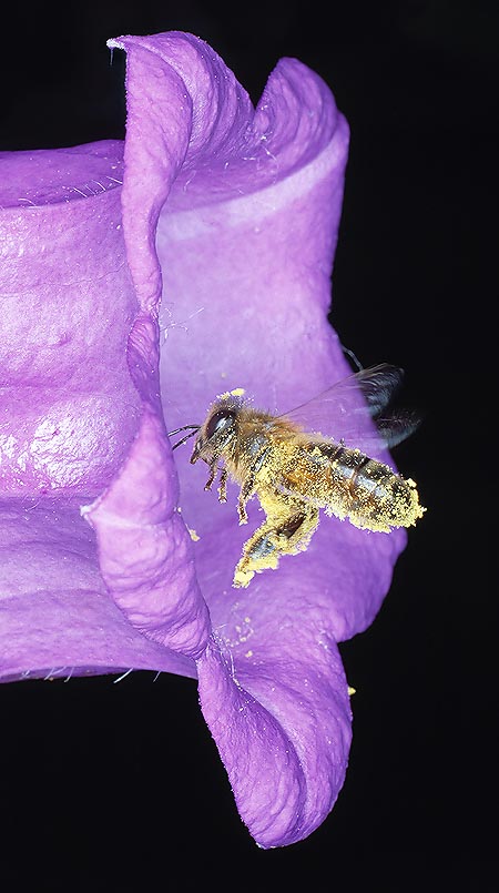 Les abeilles permettent la pollinisation croisée grâce au transport du pollen © Giuseppe Mazza