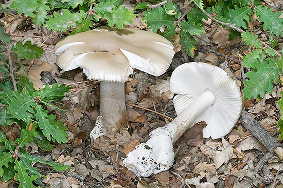 Much variable colour but always pale. Fungus smell, sweetish taste © Giuseppe Mazza