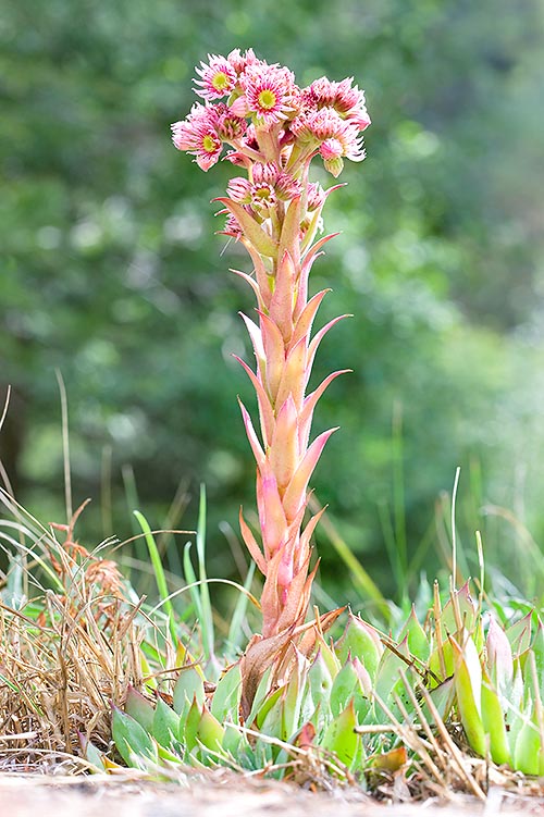 Las inflorescencias del Sempervivum tectorum alcanzan los 40 cm de altura © G. Mazza