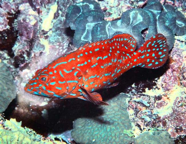 Cephalopholis miniata, Serranidae, Mérou rouge, Vieille de corail