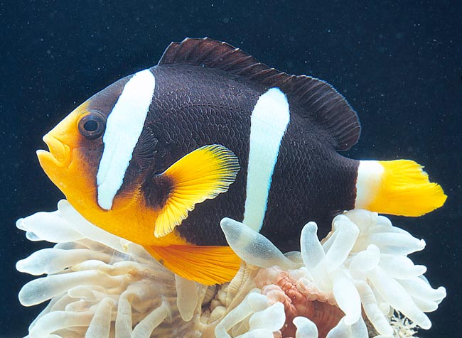 Amphiprion clarkii, Pez Payaso de Cola Amarilla, Pomacentridae Amphiprion clarkii, Pez Payaso de Cola Amarilla, Pomacentridae