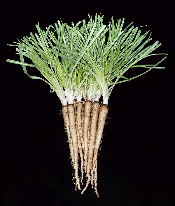 Edible, medicinal and ornamental. Spread in all the world, but forgotten nowadays © Giuseppe Mazza