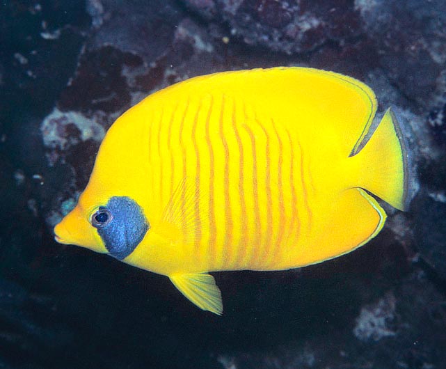 Chaetodon semilarvatus, Bluecheek butterflyfish, Chaetodontidae Chaetodon semilarvatus, Bluecheek butterflyfish, Chaetodontidae