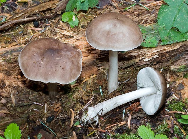 Common on decaying wood, Pluteus cervinus is a poor valued edible © Giuseppe Mazza
