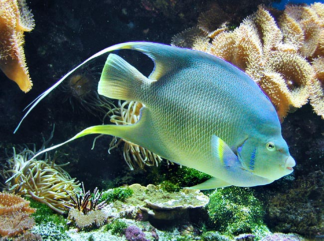 Con 45 cm e 3 kg di peso, l'Holacanthus bermudensis è, con l'Holacanthus ciliaris, il più grande pesce angelo © Giuseppe Mazza