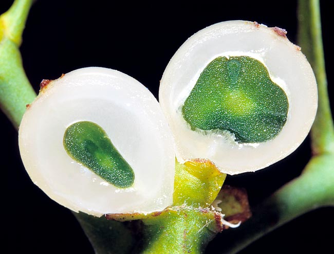 Ils contiennent une graine verte plongée dans une pulpe gélatineuse et visqueuse qui forme le mésocarpe © Giuseppe Mazza