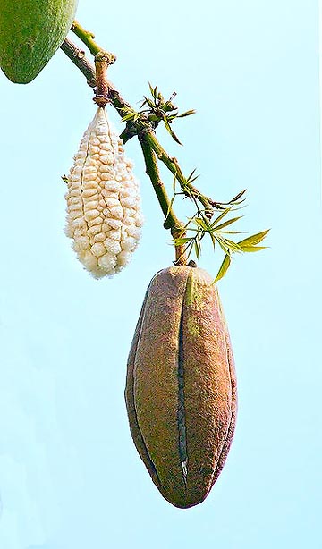 Fruit of Ceiba speciosa © Giuseppe Mazza