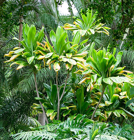 Cordyline fruticosa, ti, ti tree, good luck tree, palm lily, polynesian ti plant, tree of kings