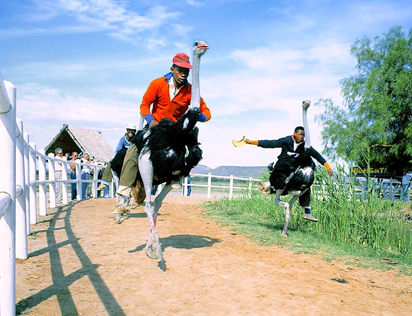 Ostrich races, with jockeys, in South Africa © Giuseppe Mazza