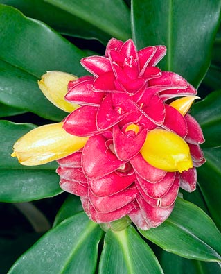 Inflorescencia vistosa, de casa a los trópicos © Mazza