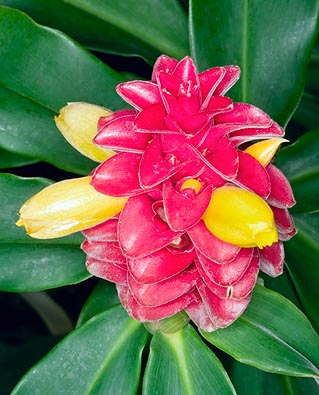 Costus comosus var. bakeri