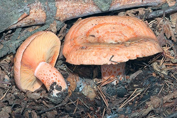 Grows under two-needled pines. Unchangeable bright orange latex and scrobiculated stem © G. Mazza 
