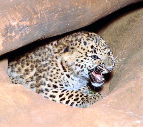 Cub of leopard by its den entrance © Giuseppe Mazza