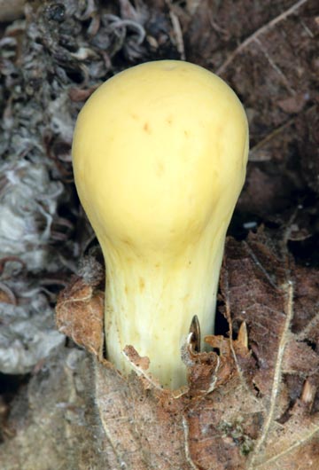 Da giovane il fungo è giallo-ocra © Giuseppe Mazza