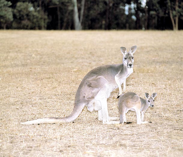In or out from marsupium, fertile females have always a young to care © Giuseppe Mazza
