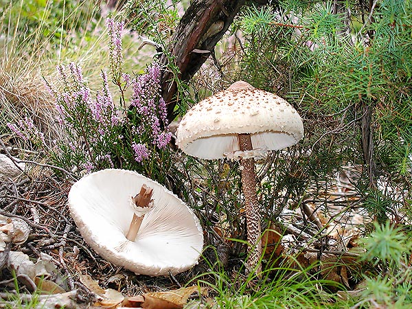 Detta "mazza di tamburo" per l’aspetto del fungo chiuso, è un ottimo commestibile © Giuseppe Mazza