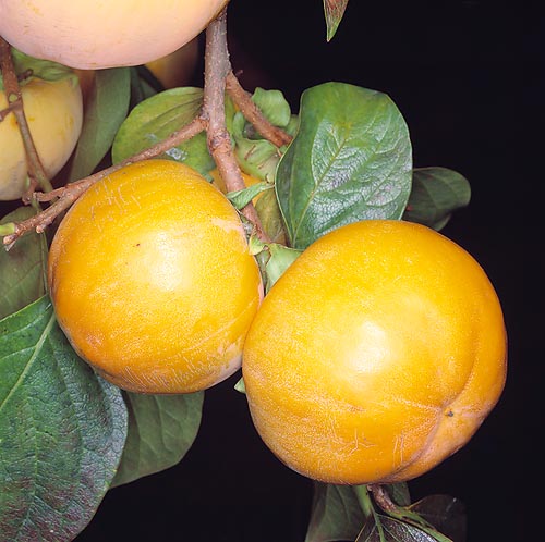 Detalle de los frutos © Giuseppe Mazza
