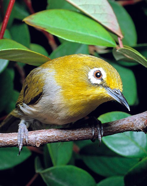 Zosterops japonicus, Zosteropidae, Japanese White-eye 