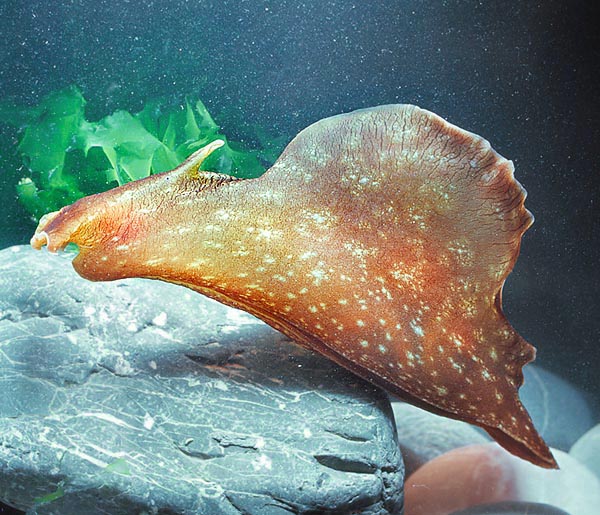 Di solito bruca alghe strisciando sul fondo, ma è anche in grado di nuotare © Giuseppe Mazza