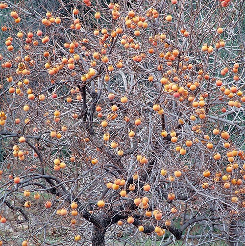 Un árbol recargado en el tardío otoño © Giuseppe Mazza
