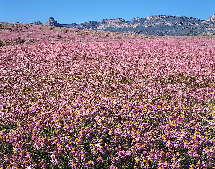 Étendue de Senecio arenarius dans le Namaqualand en Afrique du Sud. Rien de surprenant puisque chaque plante produit 800 graines © Giuseppe Mazza