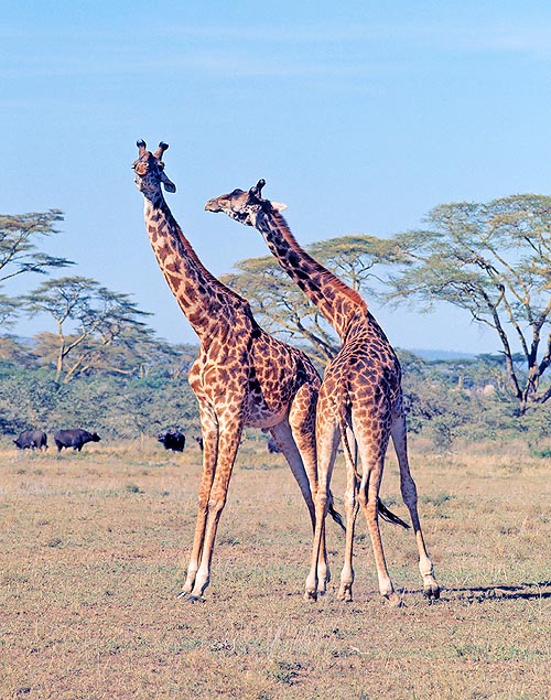 Légers coups de corne pour la domination entre mâles de Giraffa Masaï © Giuseppe Mazza