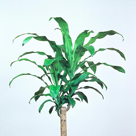 Dracaena fragrans, dragonnier, porte-bonheur, Asparagaceae